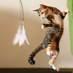 Cat jumping for a feather and bell teaser toy | Pawnests