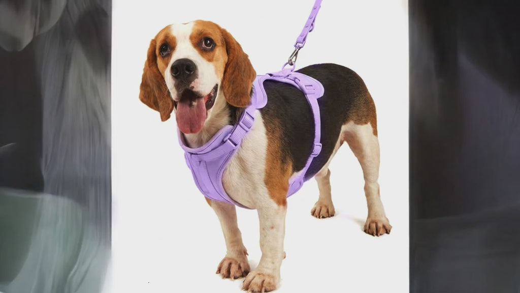 Hundegeschirr-4-teiliges-Set | Wasserdichte PVC-Weste, Leine, Halsband & Clip