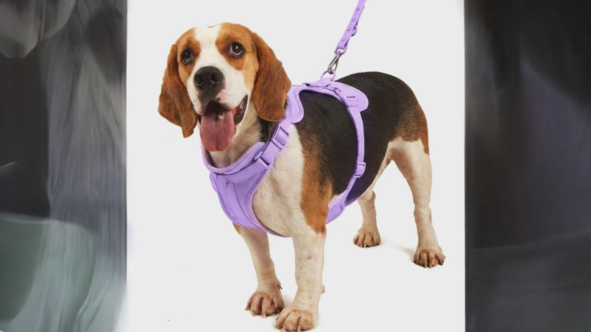 Hundegeschirr-4-teiliges-Set | Wasserdichte PVC-Weste, Leine, Halsband & Clip