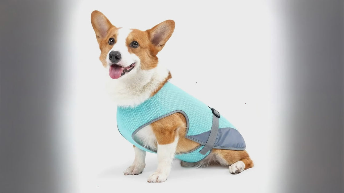 Gilet rafraîchissant respirant pour chien – Veste d'été ajustable